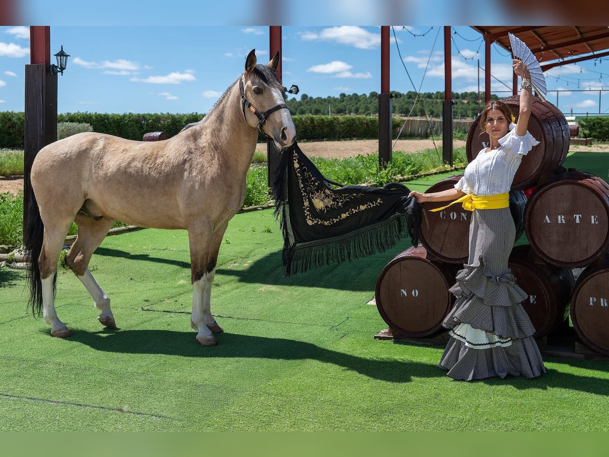 Lusitano Mix Wałach 10 lat 157 cm Bułana in Rueda