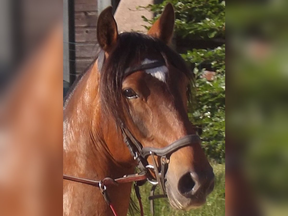 Lusitano Wałach 10 lat 162 cm Gniada in Saugeot