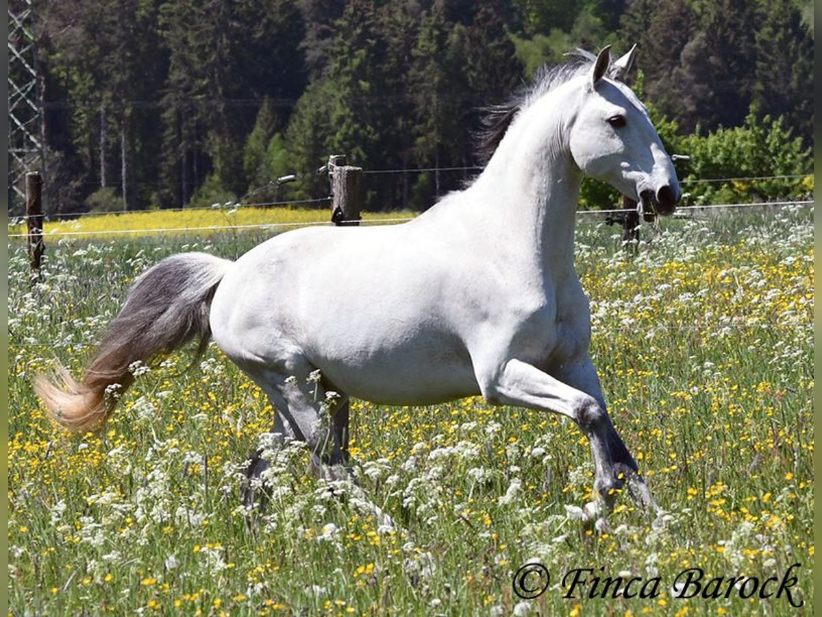 Lusitano Wałach 12 lat 154 cm Siwa in wiebelsheim