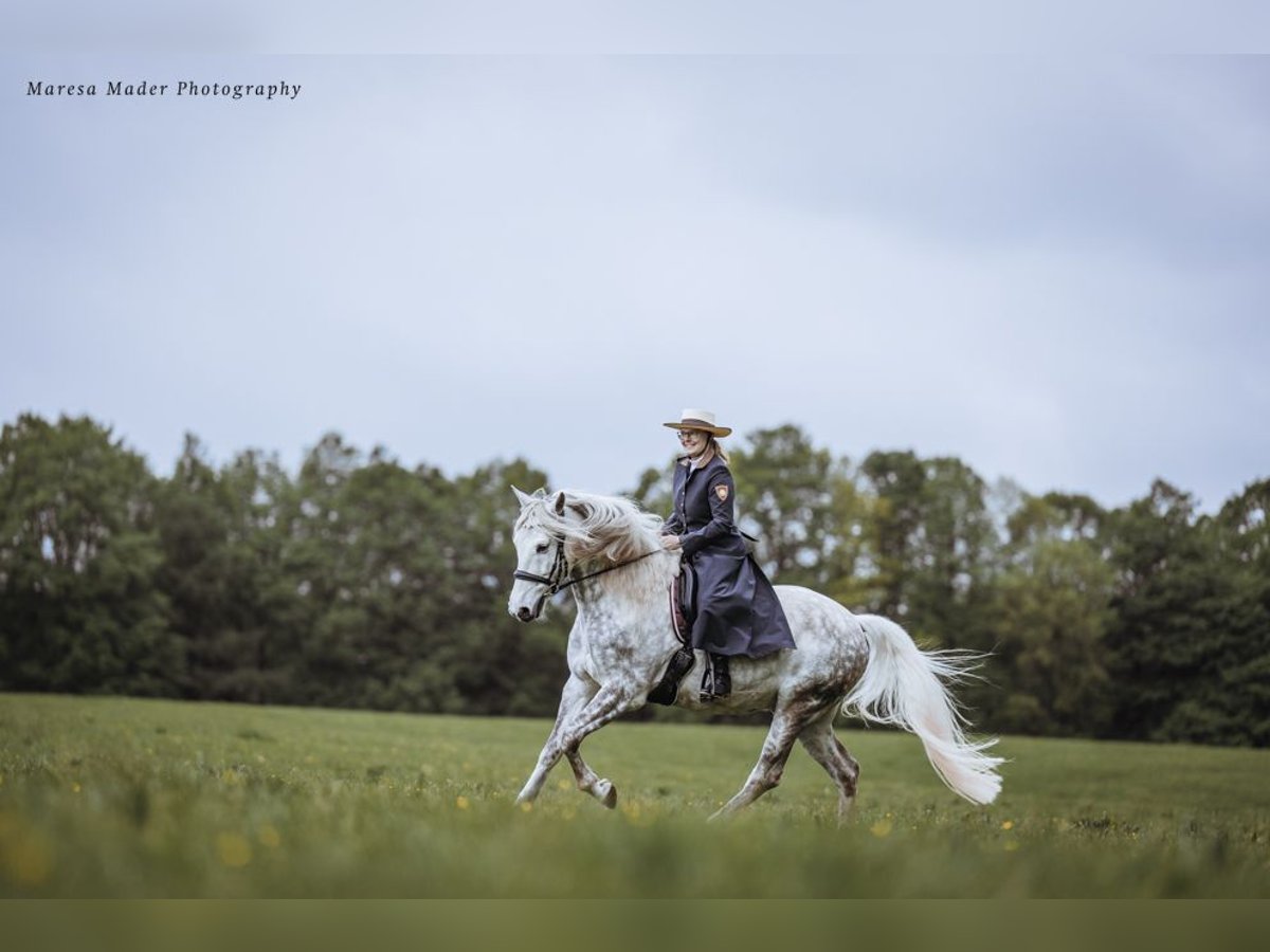 Lusitano Wałach 13 lat 160 cm Siwa jabłkowita in Dischingen