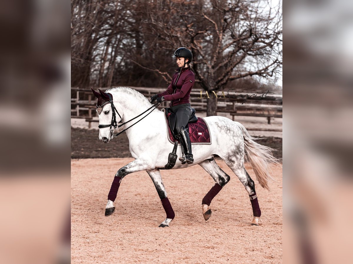Lusitano Wałach 13 lat 171 cm Siwa in Tiefenbronn