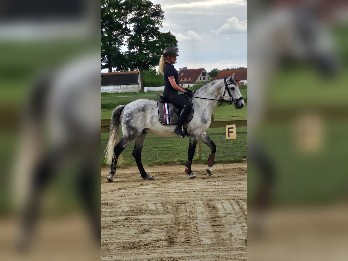 Lusitano Wałach 20 lat 165 cm Siwa jabłkowita in Stemwede Lusitano Wałach 20 lat 165 cm Siwa jabłkowita in Stemwede
