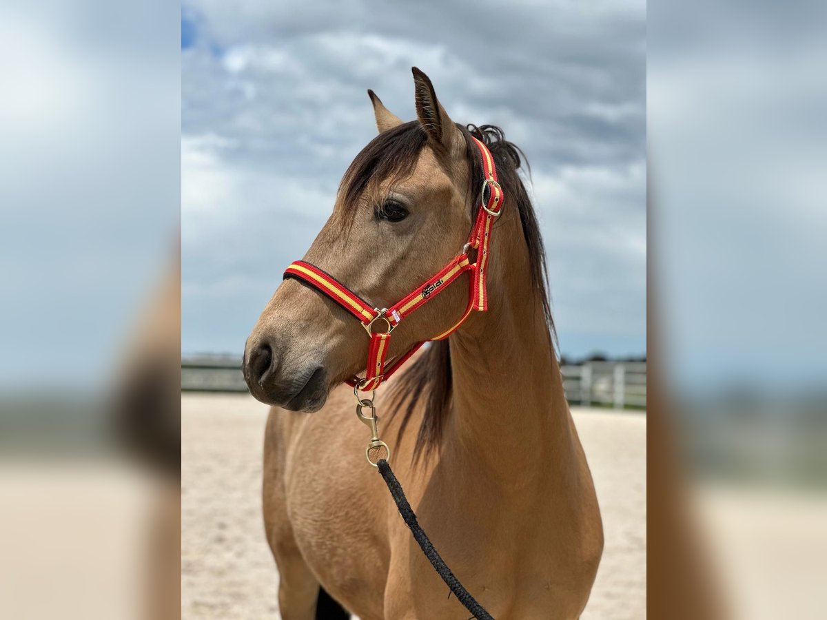 Lusitano Mix Wałach 4 lat 149 cm Bułana in Hilter am Teutoburger Wald
