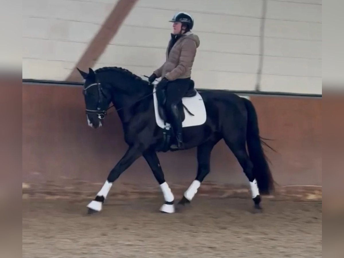 Lusitano Wałach 4 lat 164 cm Kara in Karben