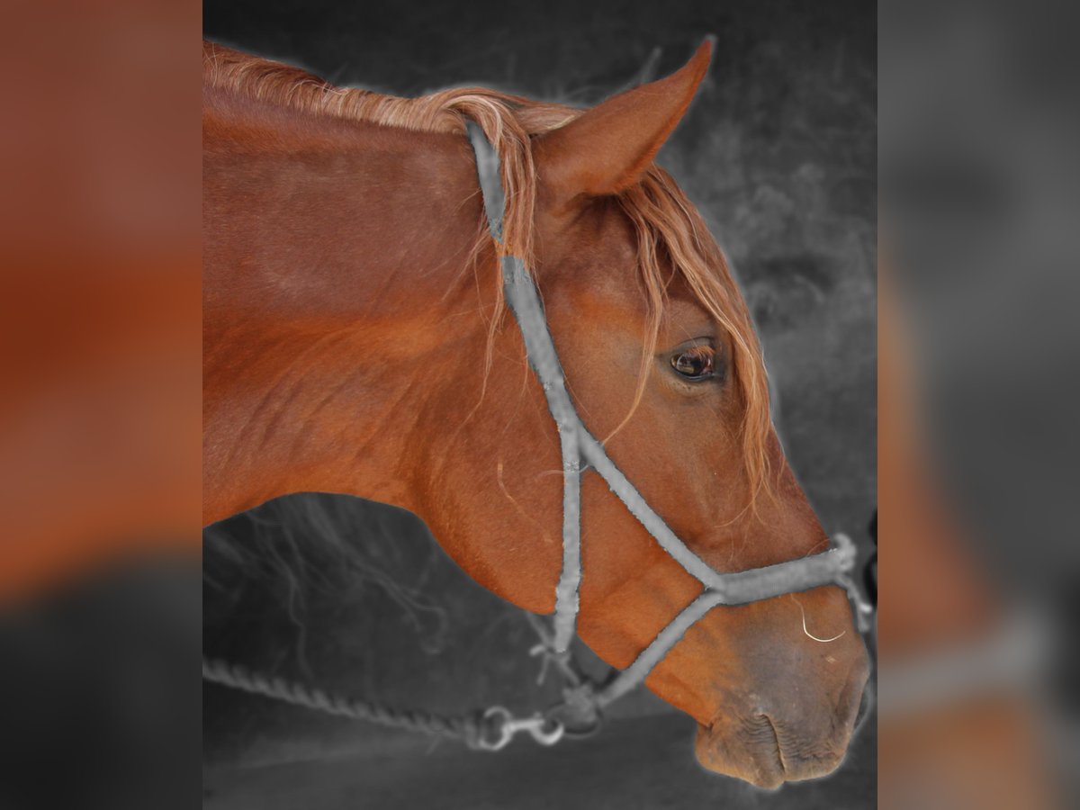 Lusitano Mix Wałach 4 lat 164 cm Kasztanowata in Silves