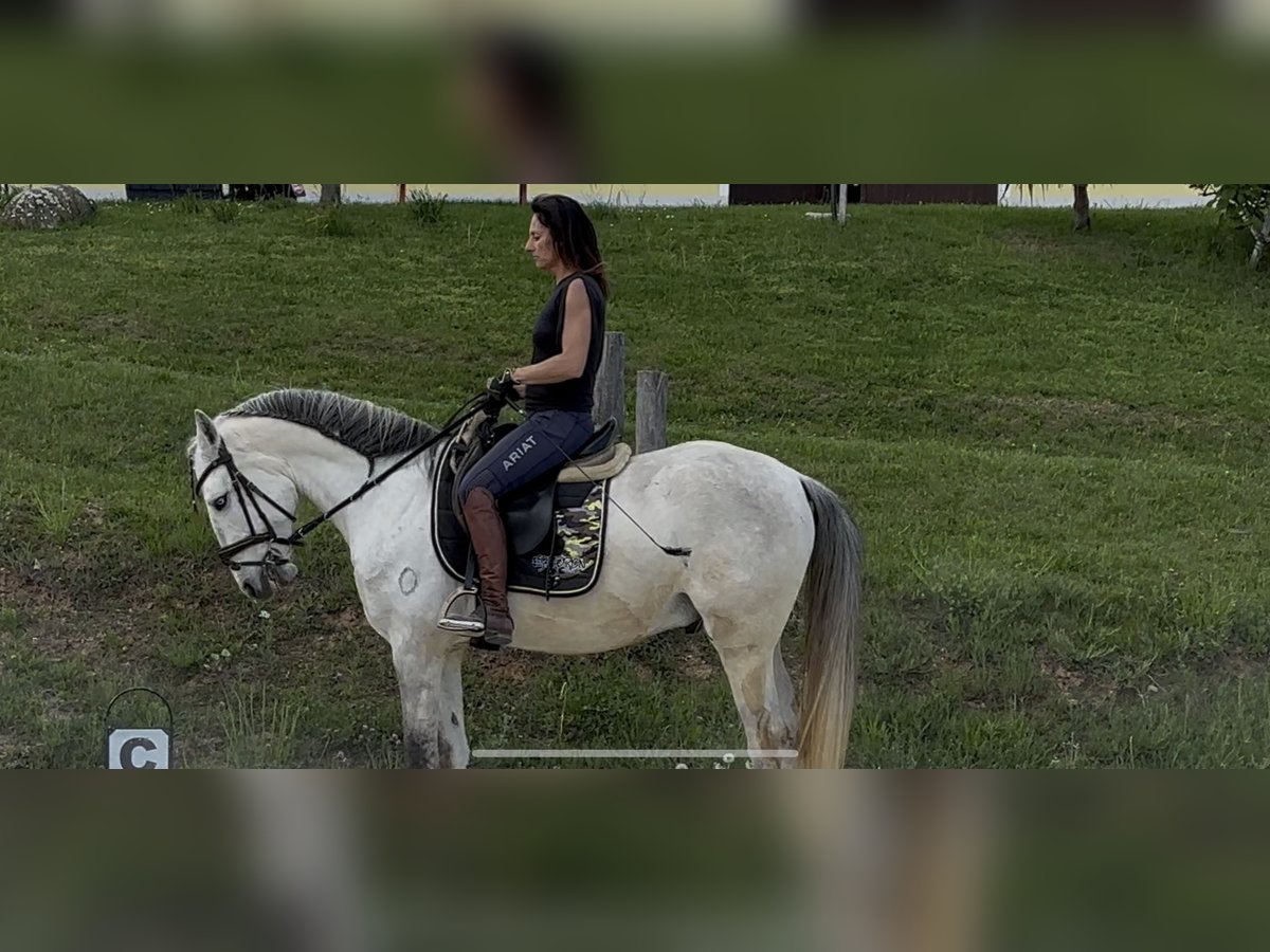 Lusitano Wałach 5 lat 160 cm Może być siwy in Pinkafeld