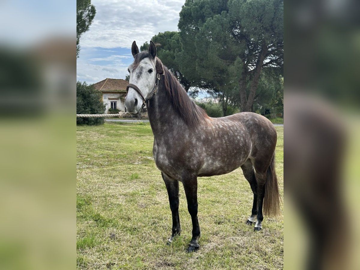 Lusitano Wałach 5 lat 160 cm Siwa in Cartaxo, Santar&#xE9;m