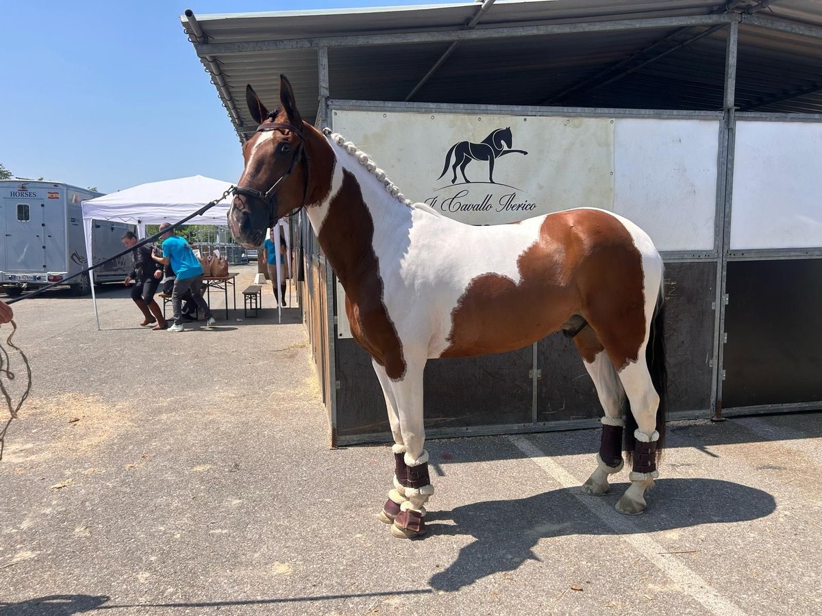 Lusitano Mix Wałach 5 lat 160 cm Tobiano wszelkich maści in Cologno Al Serio