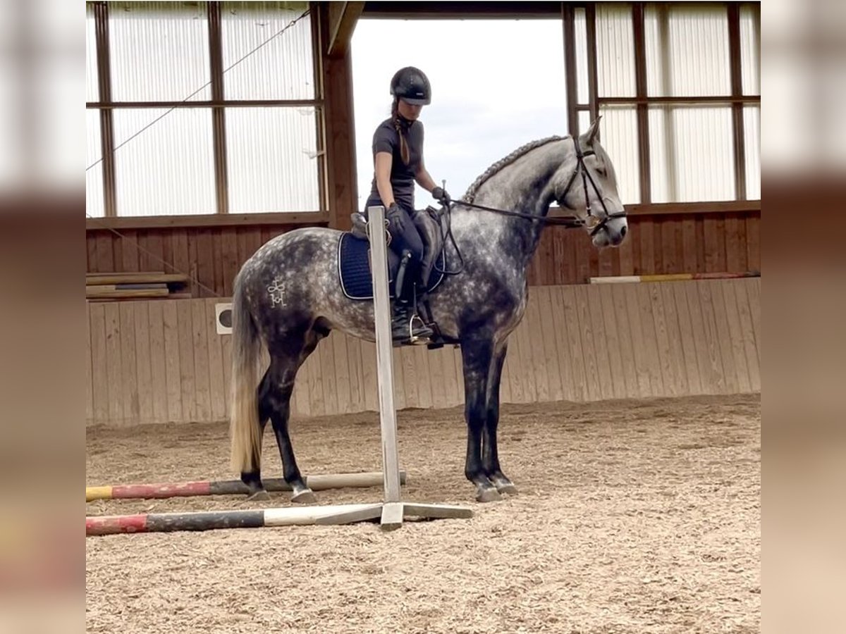 Lusitano Wałach 5 lat 168 cm Siwa jabłkowita in Halfing