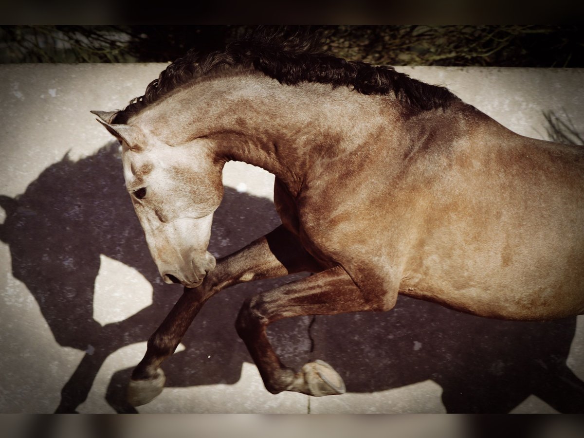 Lusitano Wałach 5 lat 170 cm Kasztanowatodereszowata in 741