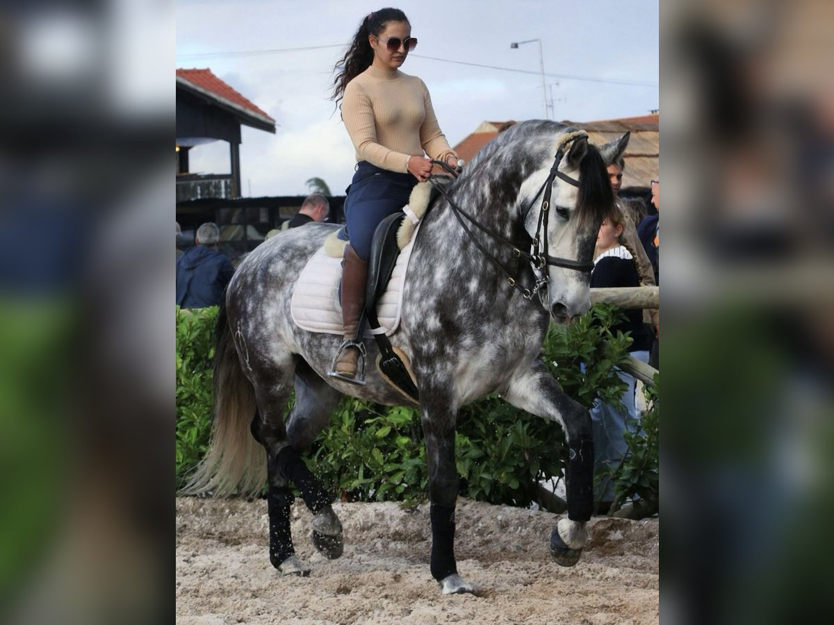 Lusitano Wałach 6 lat 162 cm Siwa in Seia