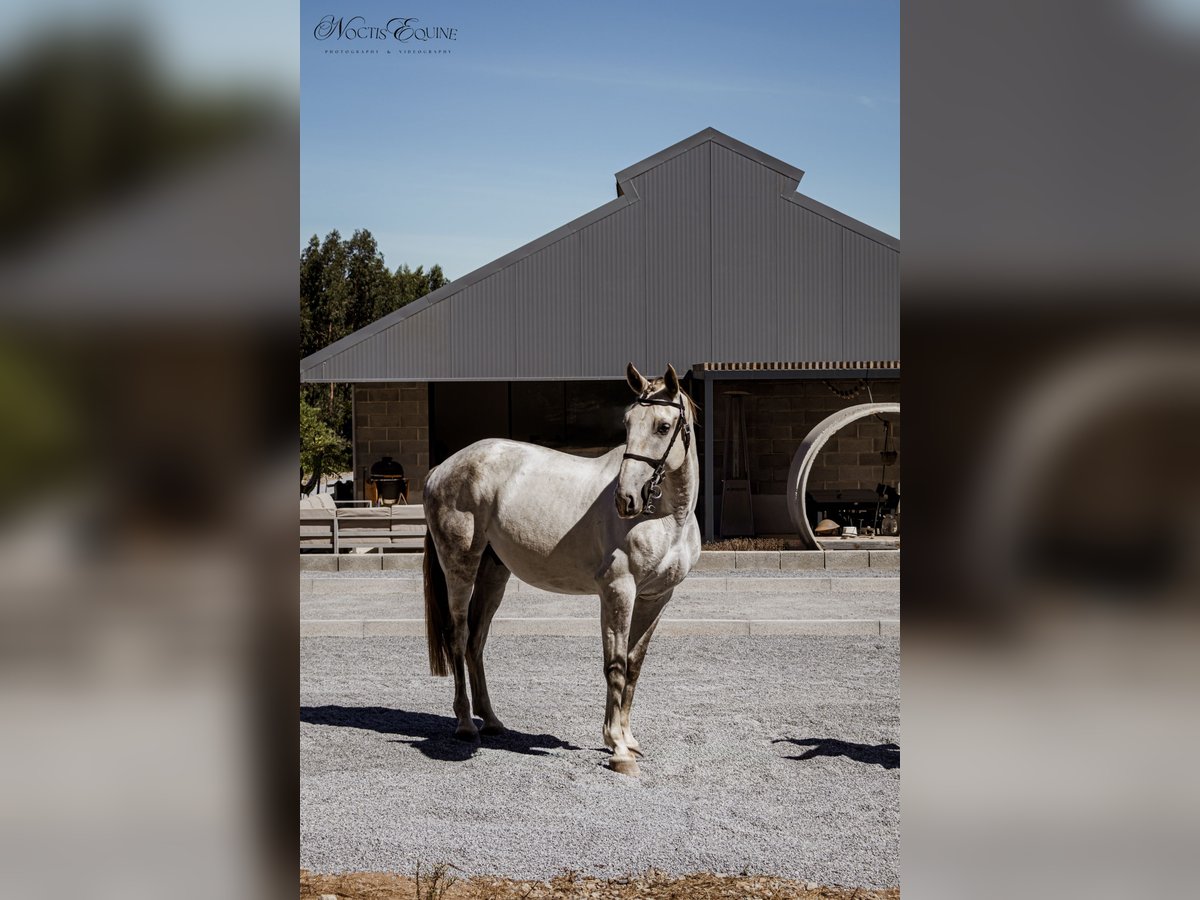 Lusitano Wałach 7 lat 160 cm Siwa in S&#xE3;o Teot&#xF3;nio