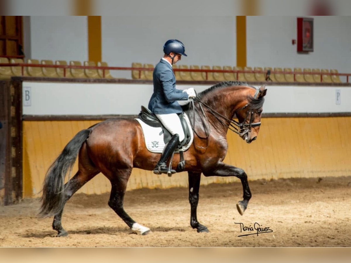 Lusitano Wałach 7 lat 166 cm Gniada in Sevilla Lusitano Wałach 7 lat 166 cm Gniada in Sevilla