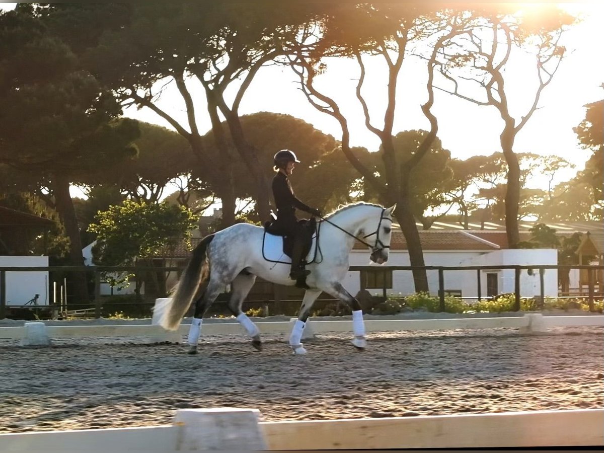 Lusitano Wałach 8 lat 159 cm Siwa in Cascais