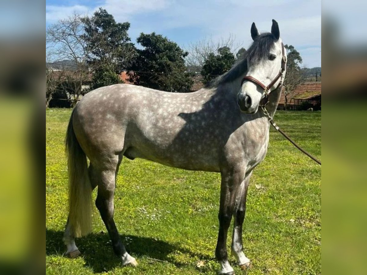 Lusitano Wałach 8 lat 164 cm Siwa in Sabadell Lusitano Wałach 8 lat 164 cm Siwa in Sabadell