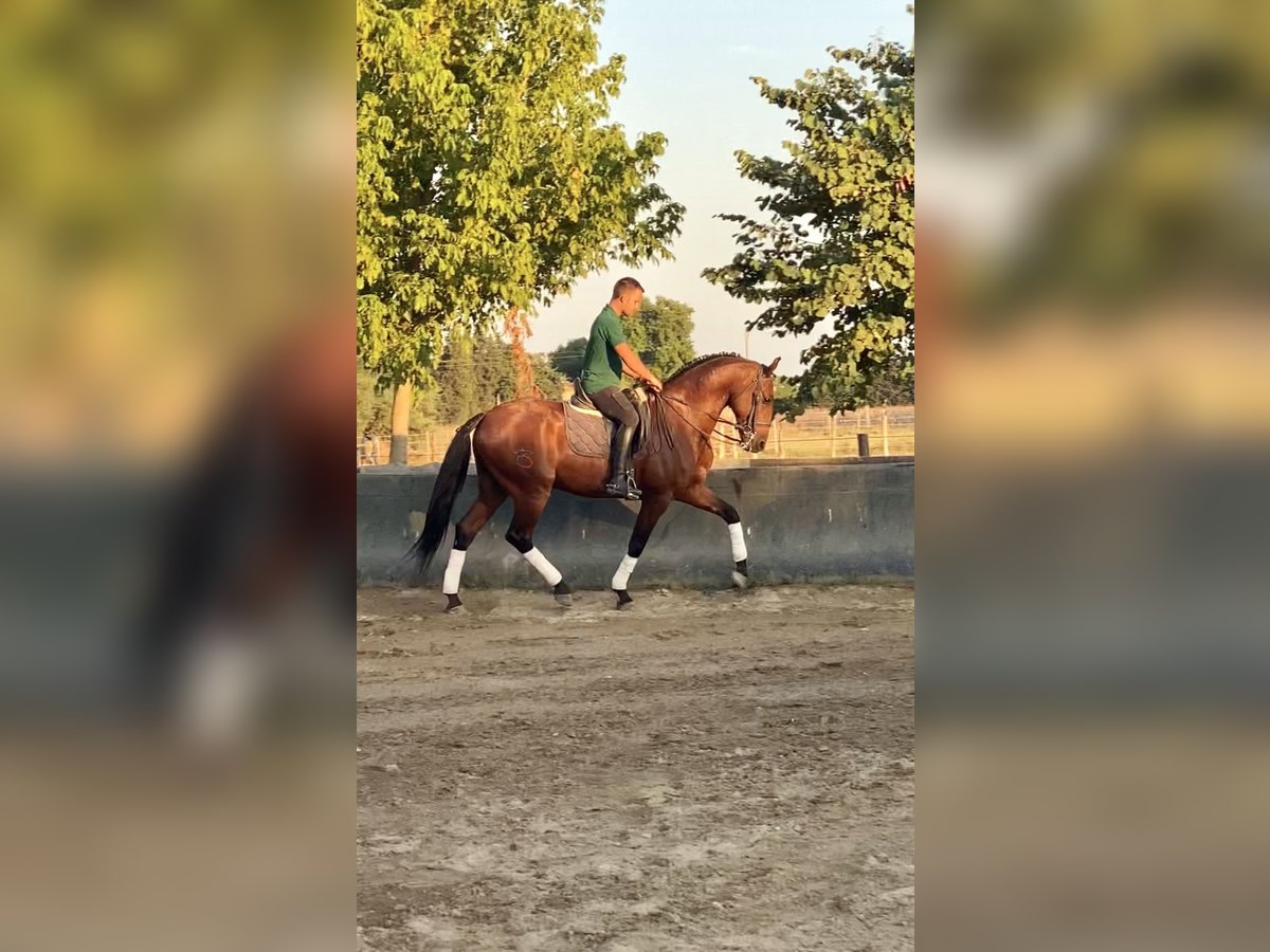 Lusitano Wałach 9 lat 168 cm Gniada in Le Cailar