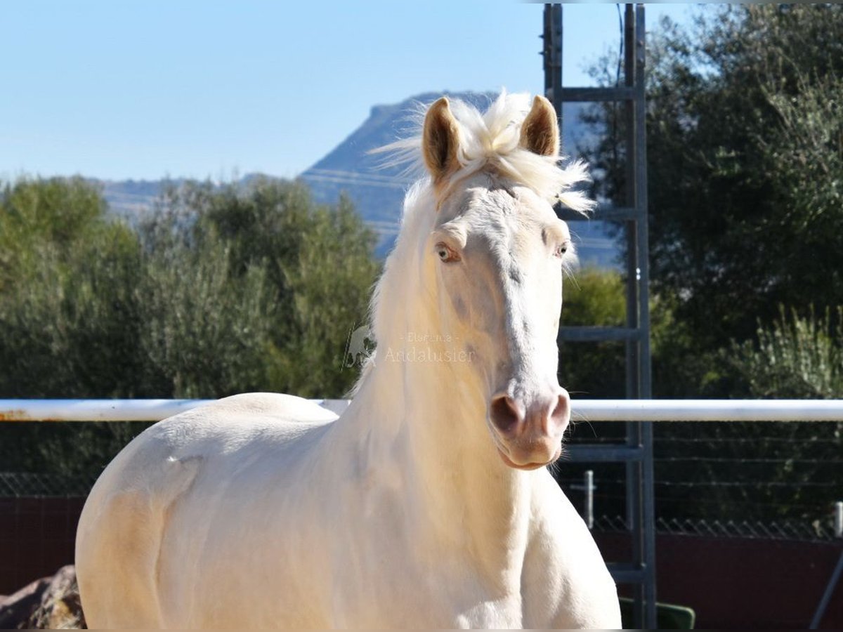 Lusitano Wałach 10 lat 161 cm Cremello in Provinz Malaga