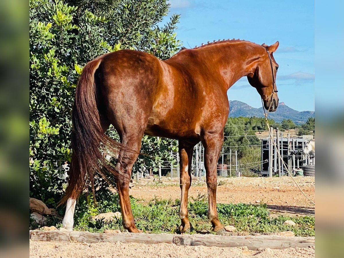 Lusitano Wałach 10 lat 161 cm Kasztanowata in Martfeld