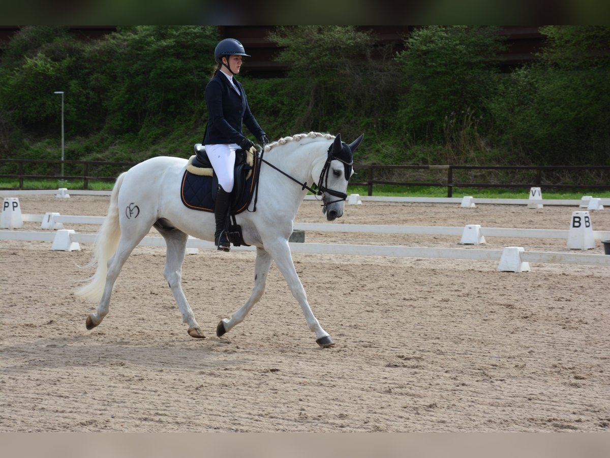 Lusitano Wałach 11 lat 162 cm Siwa in Zwolle