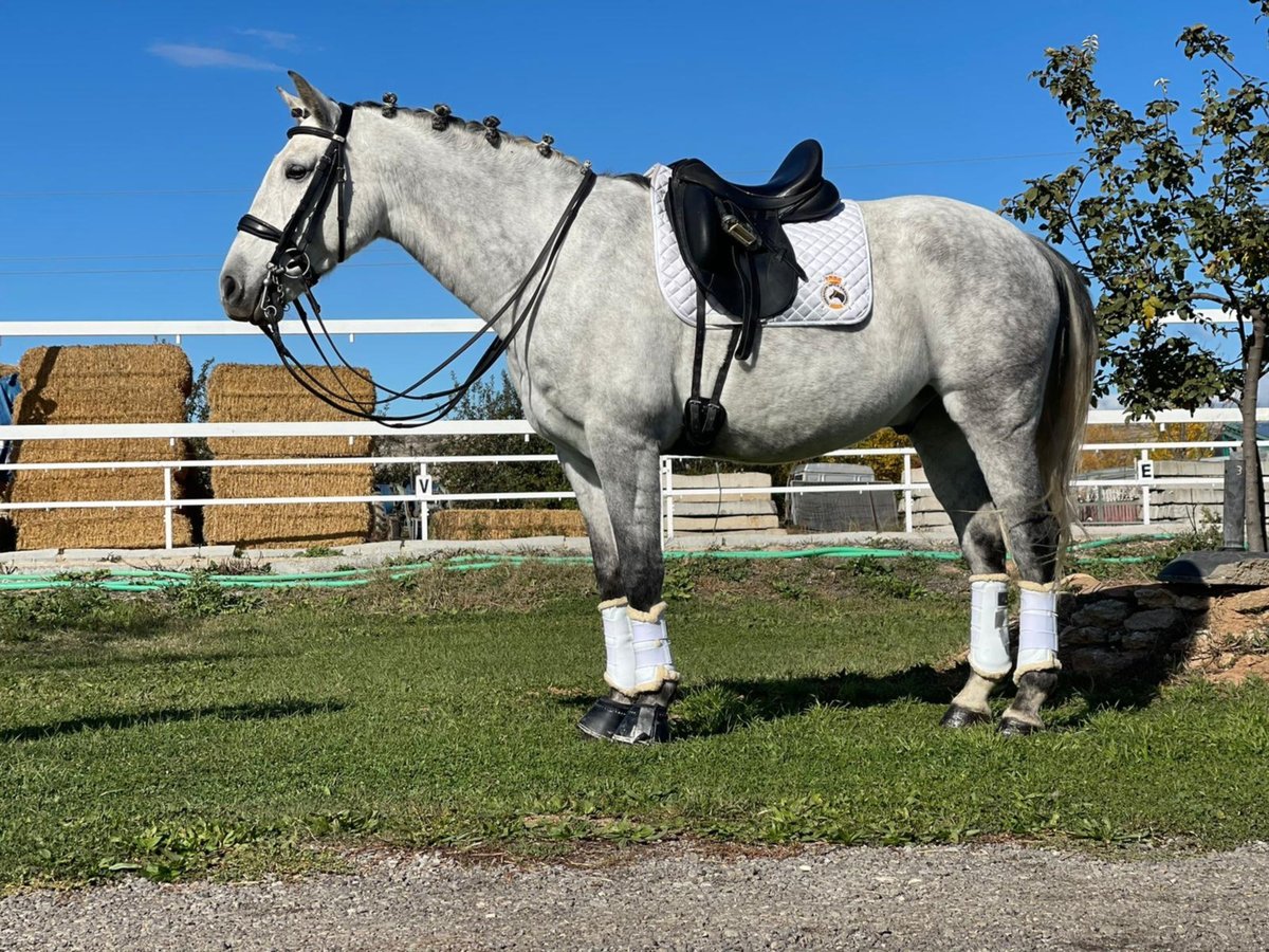 Lusitano Wałach 13 lat 157 cm Siwa in NAVAS DEL MADRONO