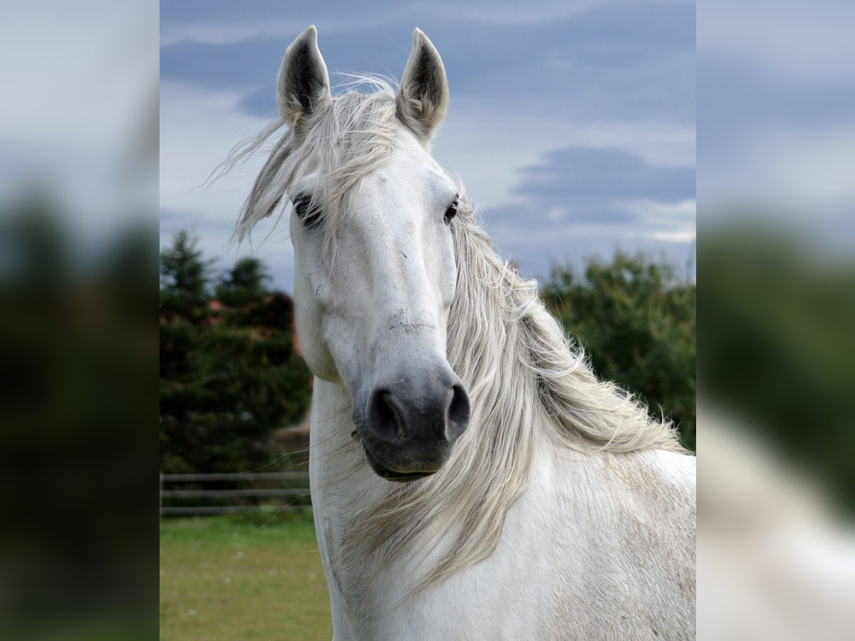 Lusitano Wałach 14 lat 154 cm Siwa in Boppard