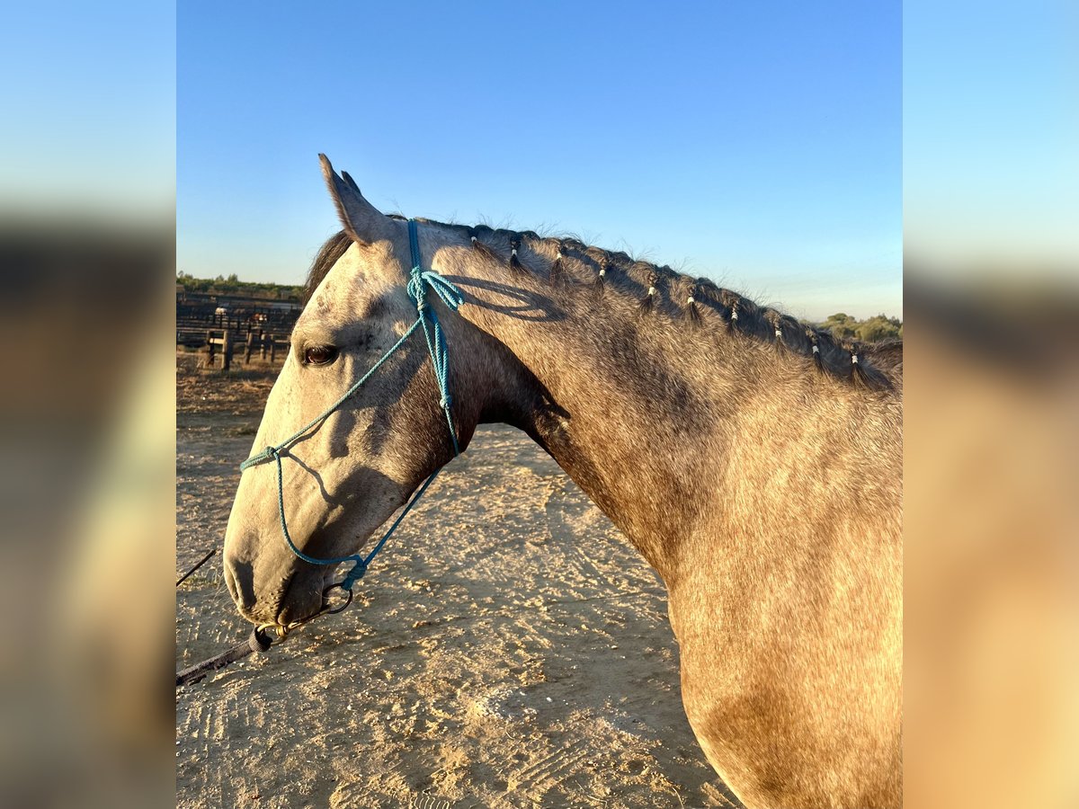 Lusitano Wałach 3 lat 157 cm Siwa in Almonte