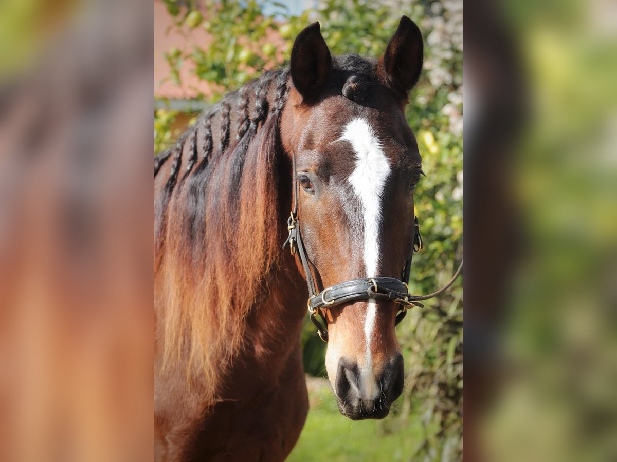 Lusitano Wałach 6 lat 162 cm Ciemnogniada in Encarnação