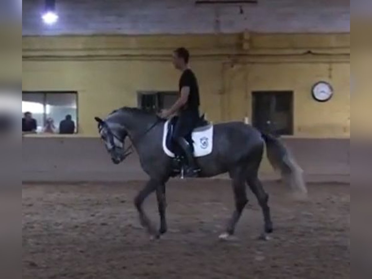 Lusitano Mix Wałach 7 lat 157 cm Siwa in Norte