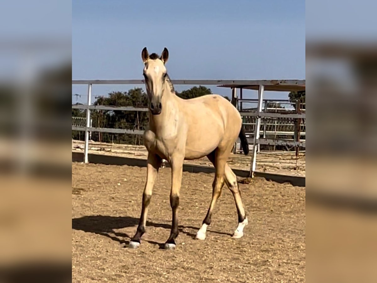 Lusitanohäst Hingst 1 år 163 cm Gulbrun in Rio Maior