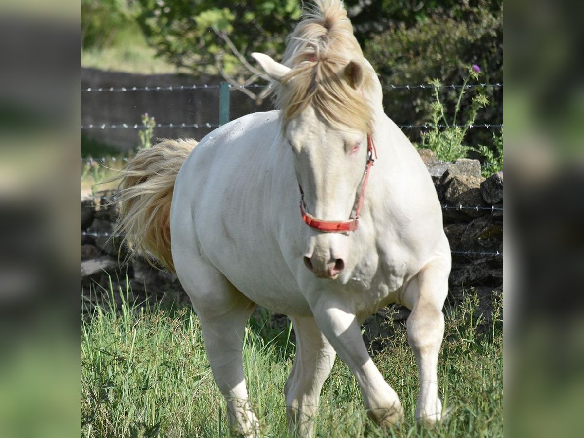 Lusitanohäst Hingst 3 år 162 cm Cremello in Caceres