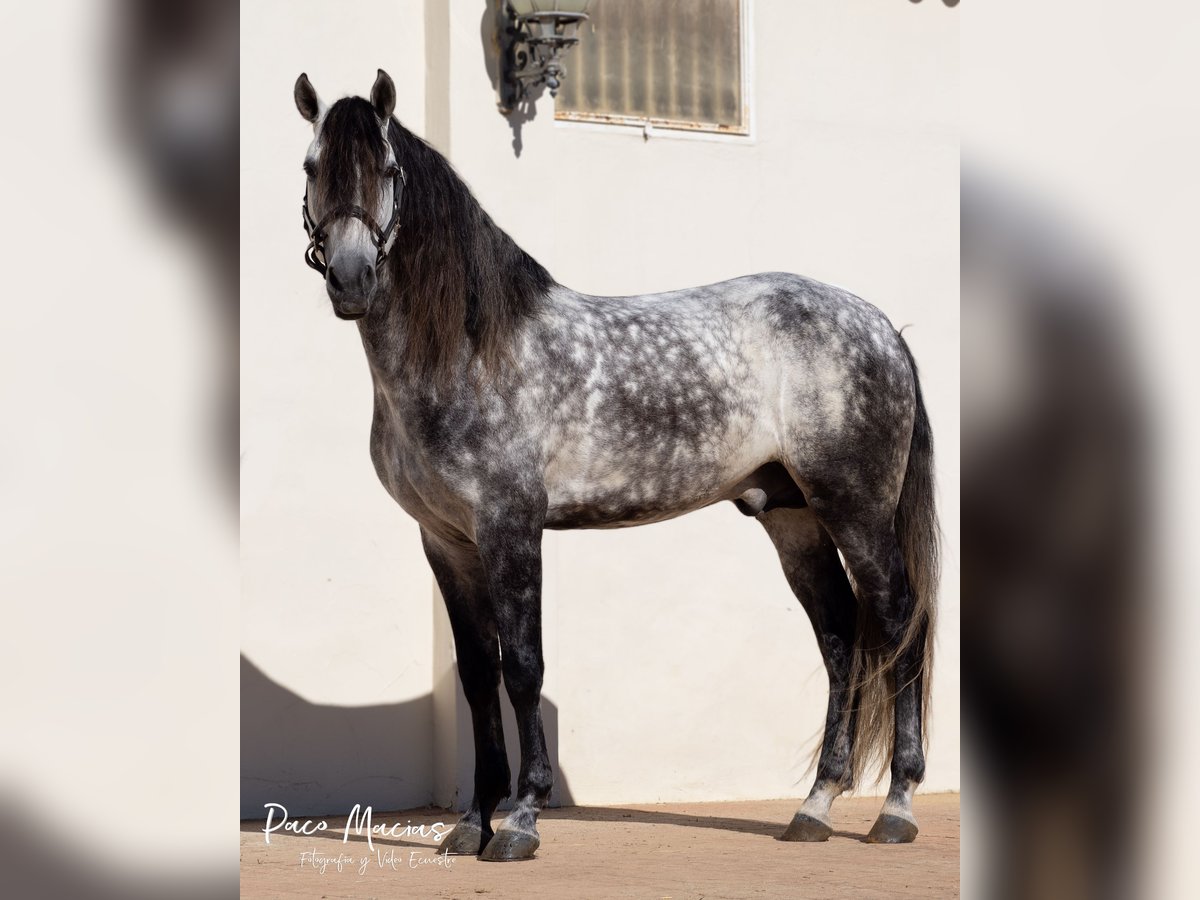 Lusitanohäst Hingst 9 år 174 cm Gråskimmel in Utrera, Sevilla