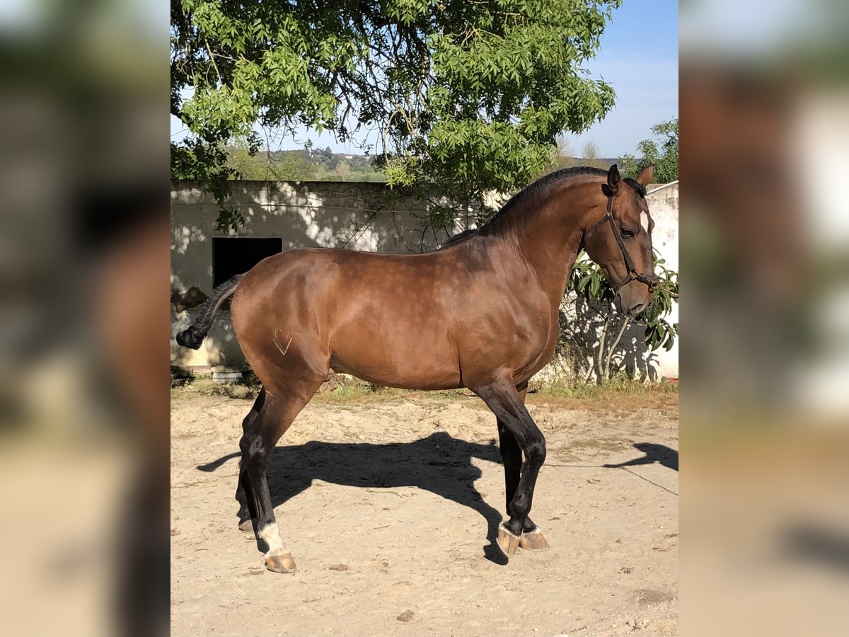 Lusitanohäst Hingst Brun in Santarém