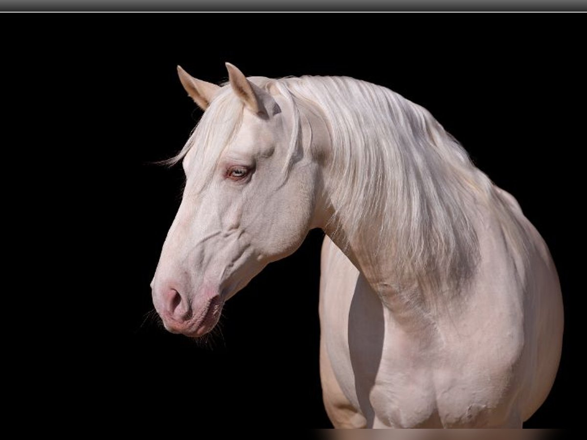 Lusitanohäst Hingst Palomino in Neerloon