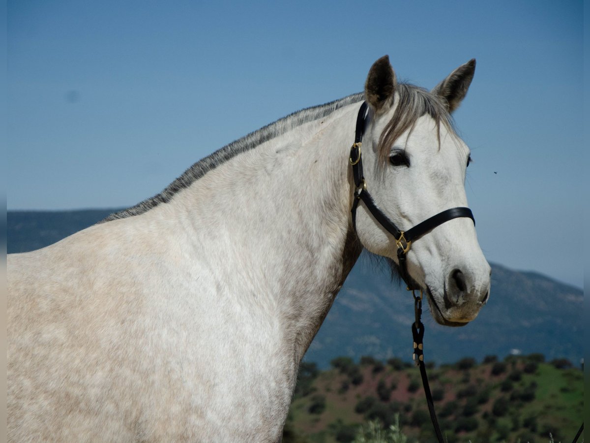 Lusitanohäst Sto 11 år 161 cm Gråskimmel in Montecorto Provinz Malaga