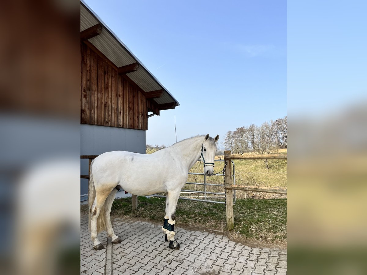 Lusitanohäst Valack 11 år 165 cm Grå in Bad Griesbach im Rottal