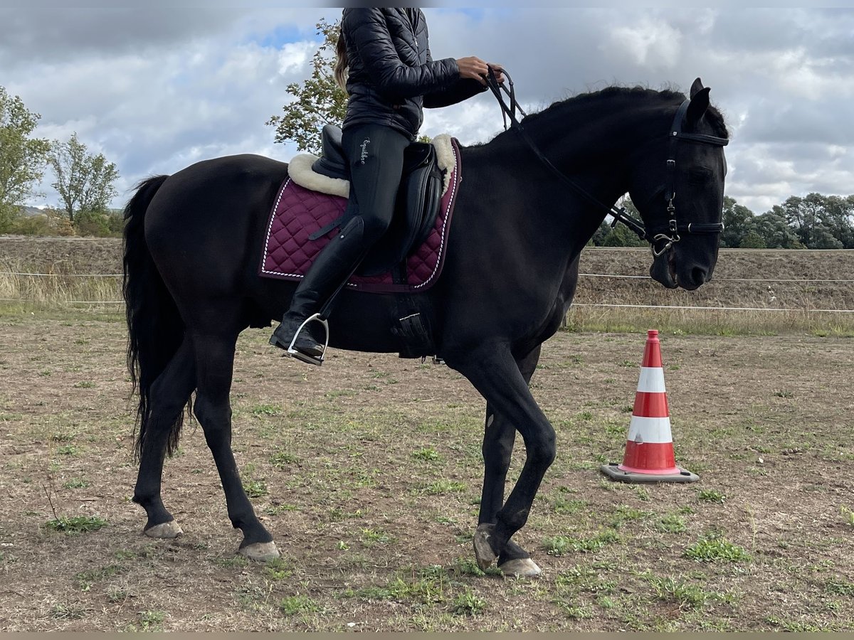 Lusitanohäst Valack 12 år 156 cm Svart in Bingen am Rhein