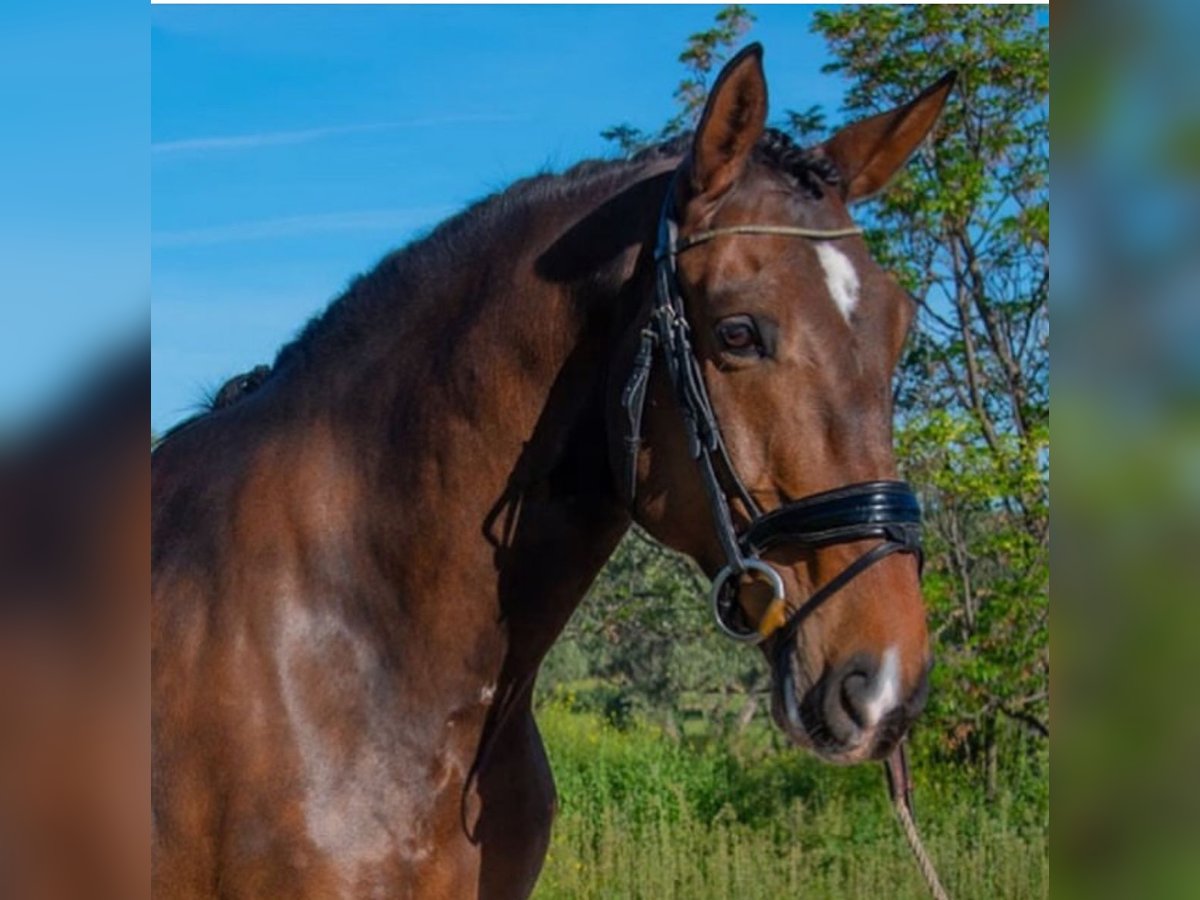 Lusitanohäst Valack 6 år 169 cm Mörkbrun in Martfeld