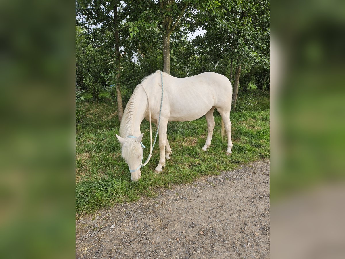 Lusitanohäst Valack 8 år 153 cm Cremello in Rosbach vor der Höhe Ober-Rosbach