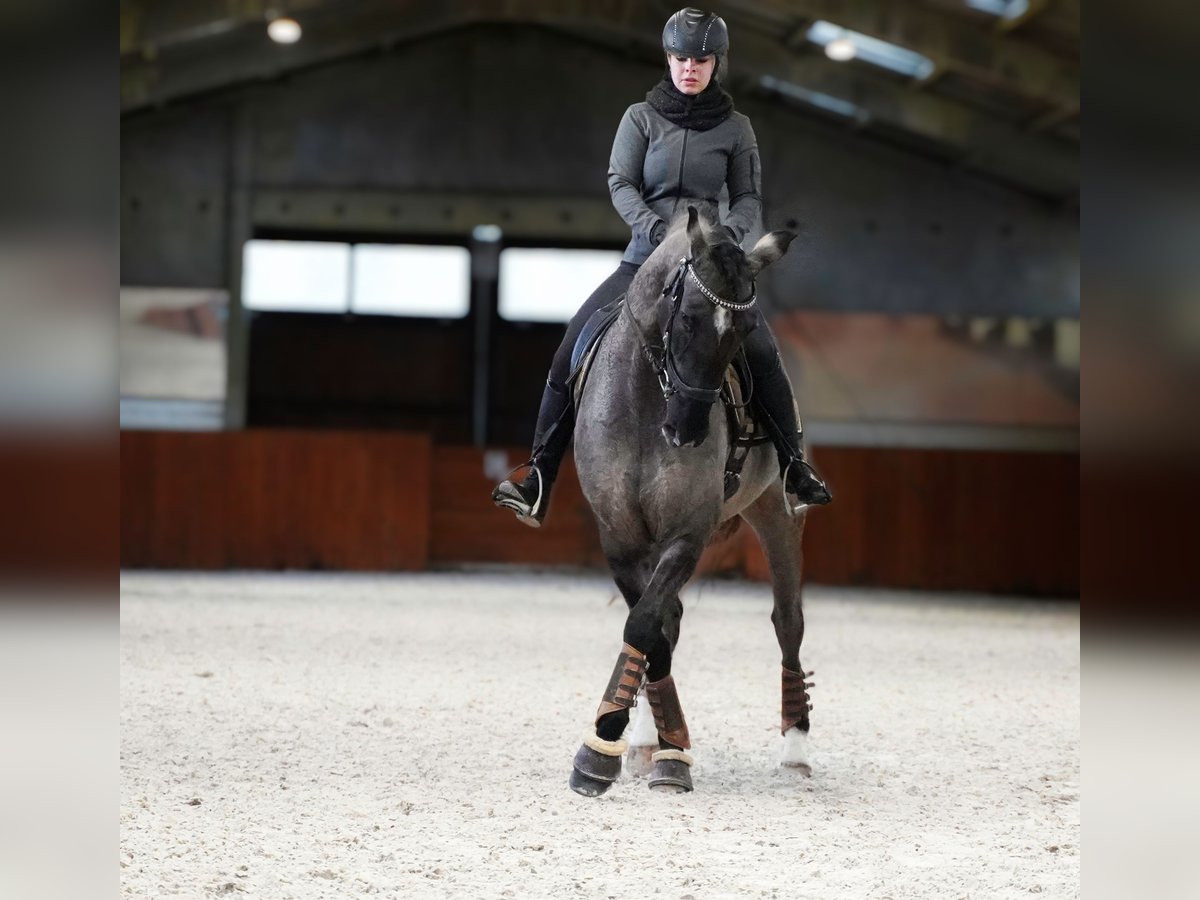 Lusitanos Mestizo Caballo castrado 10 años 167 cm Grullo in Heuvelland