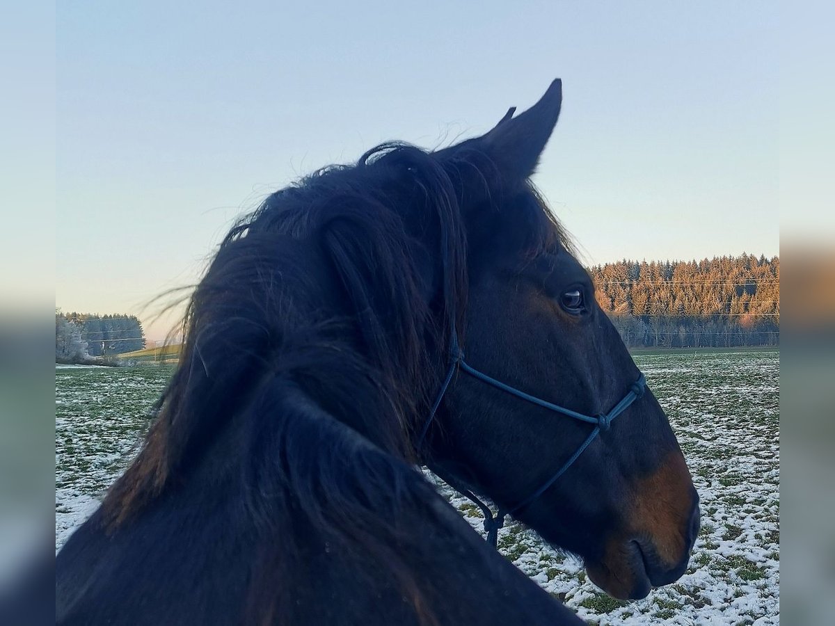 Lusitanos Mestizo Caballo castrado 11 años 165 cm Castaño in Leutkirch im Allgäu