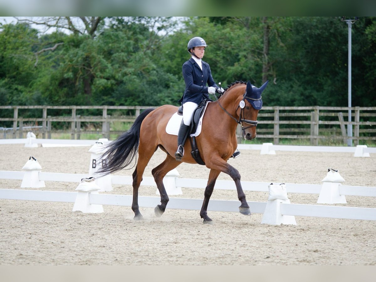 Lusitanos Caballo castrado 11 años 165 cm Castaño claro in Berkshire