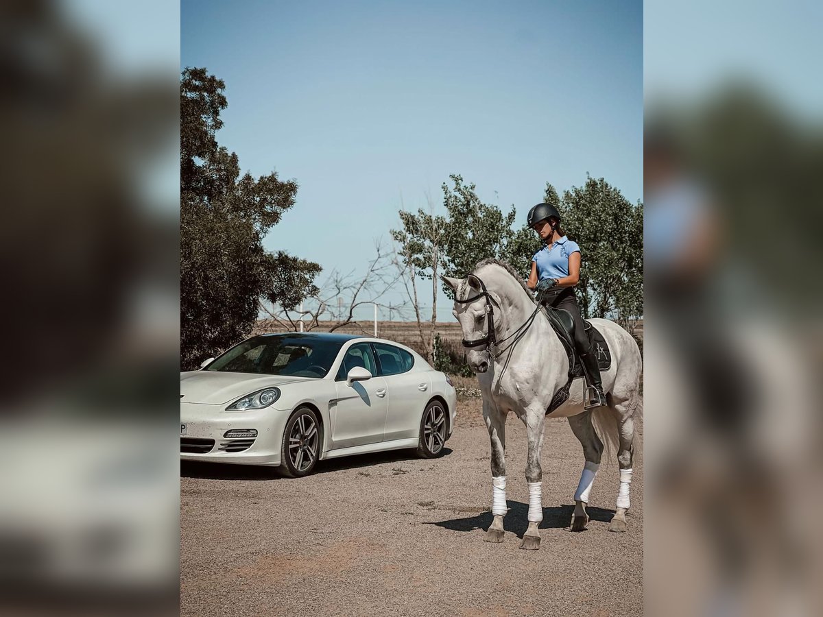 Lusitanos Caballo castrado 11 años Tordo in Badajoz