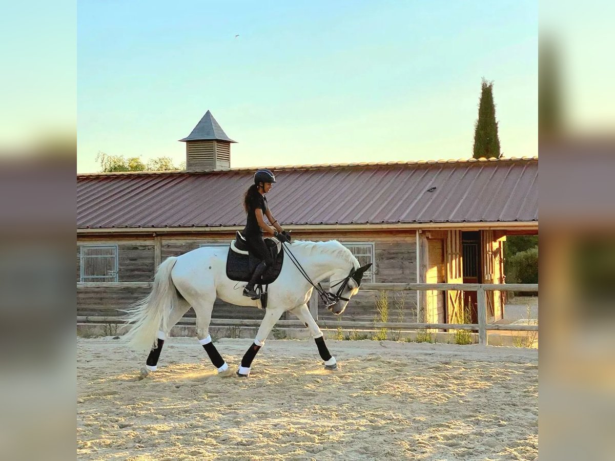 Lusitanos Mestizo Caballo castrado 12 años 165 cm Tordo in Rousset