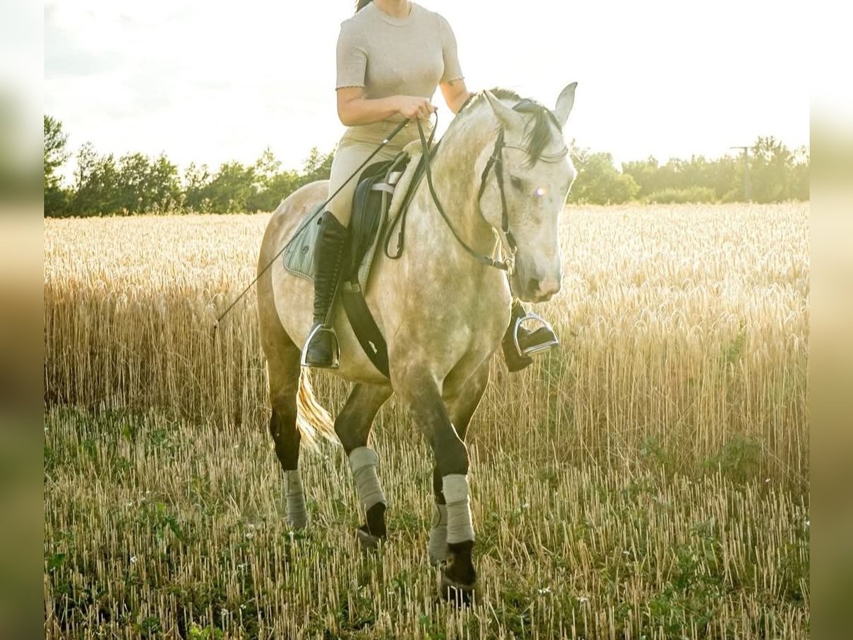 Lusitanos Caballo castrado 12 años Tordo ruano in Meerane