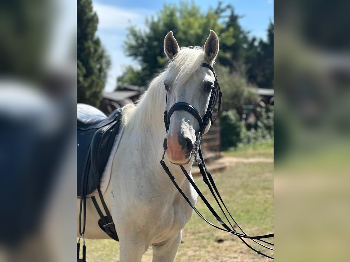 Lusitanos Caballo castrado 13 años 159 cm Tordo in Grajera