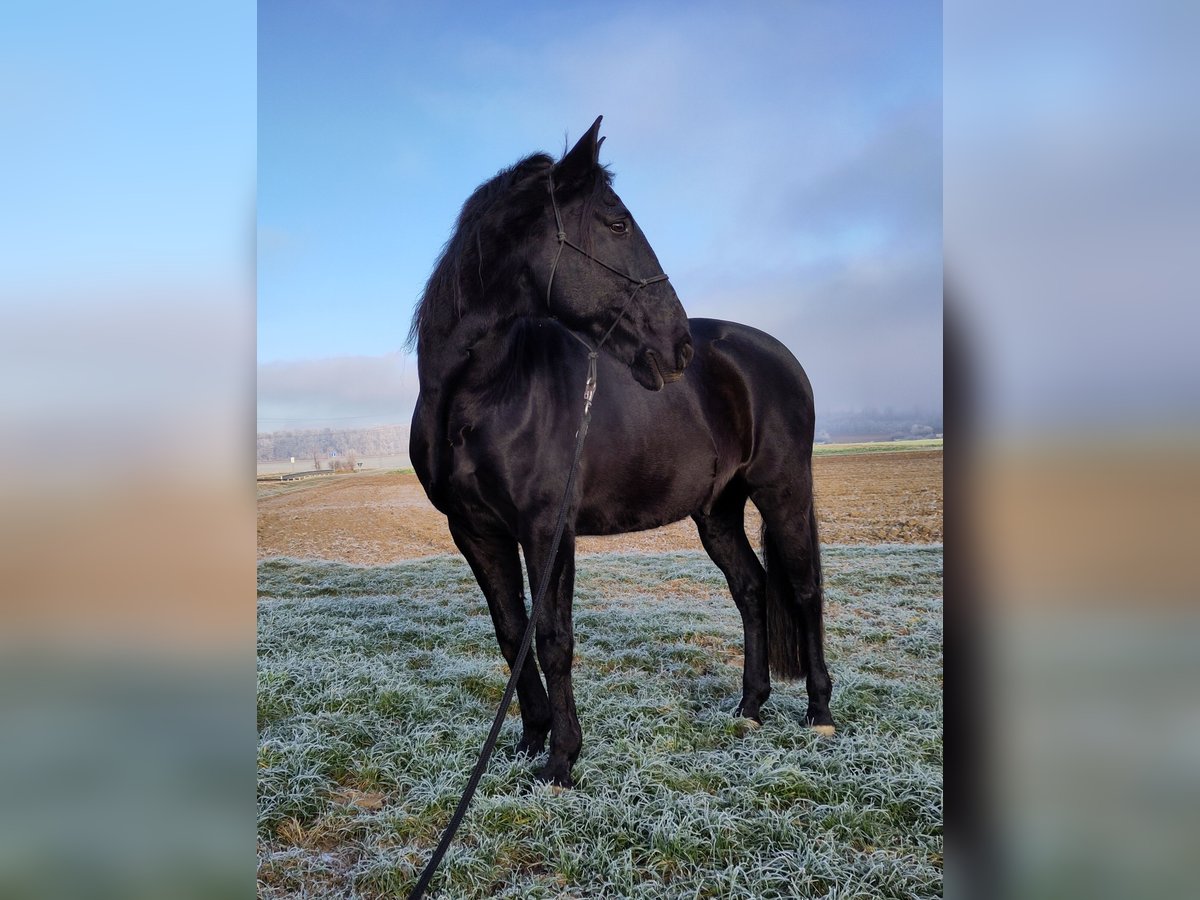 Lusitanos Caballo castrado 13 años 160 cm Negro in Renningen