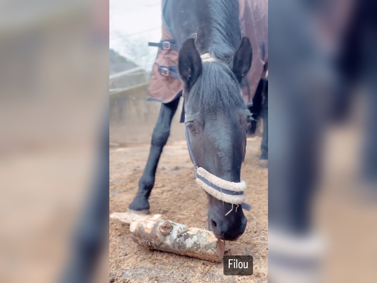 Lusitanos Caballo castrado 13 años 165 cm Negro in Hemmental