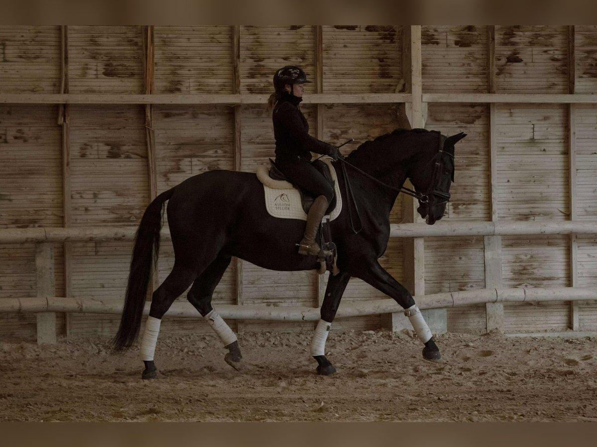 Lusitanos Caballo castrado 13 años 176 cm Negro in sardieu