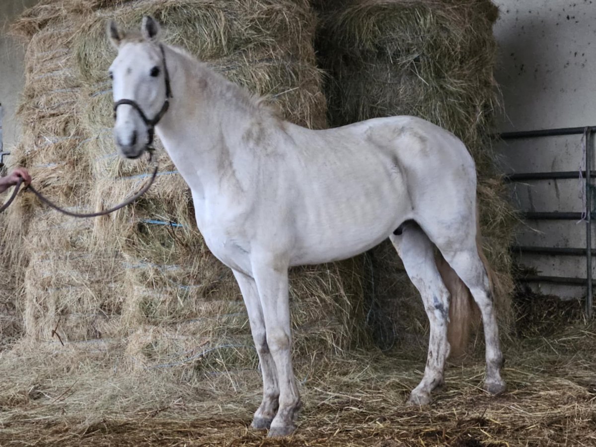 Lusitanos Mestizo Caballo castrado 15 años 154 cm Tordo in Niddatal