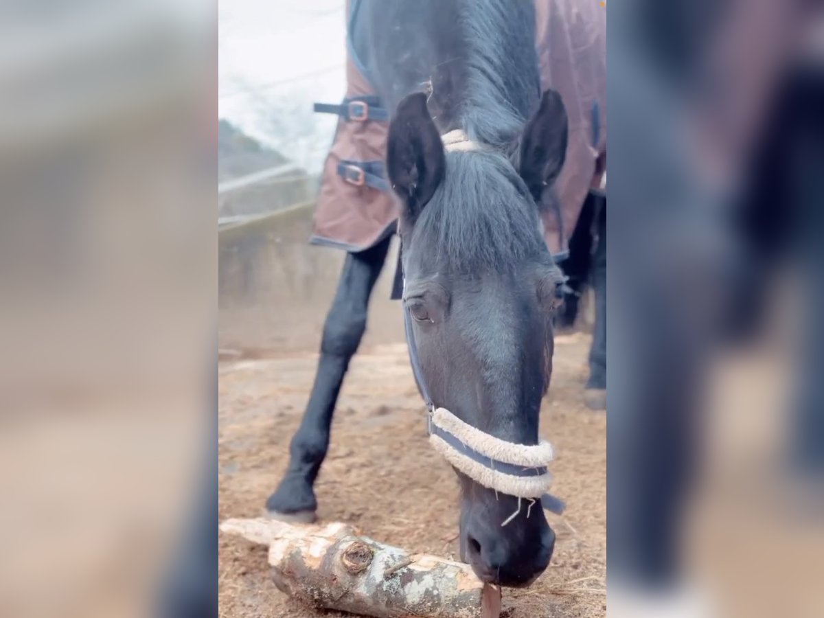 Lusitanos Caballo castrado 15 años 165 cm Negro in Hemmental